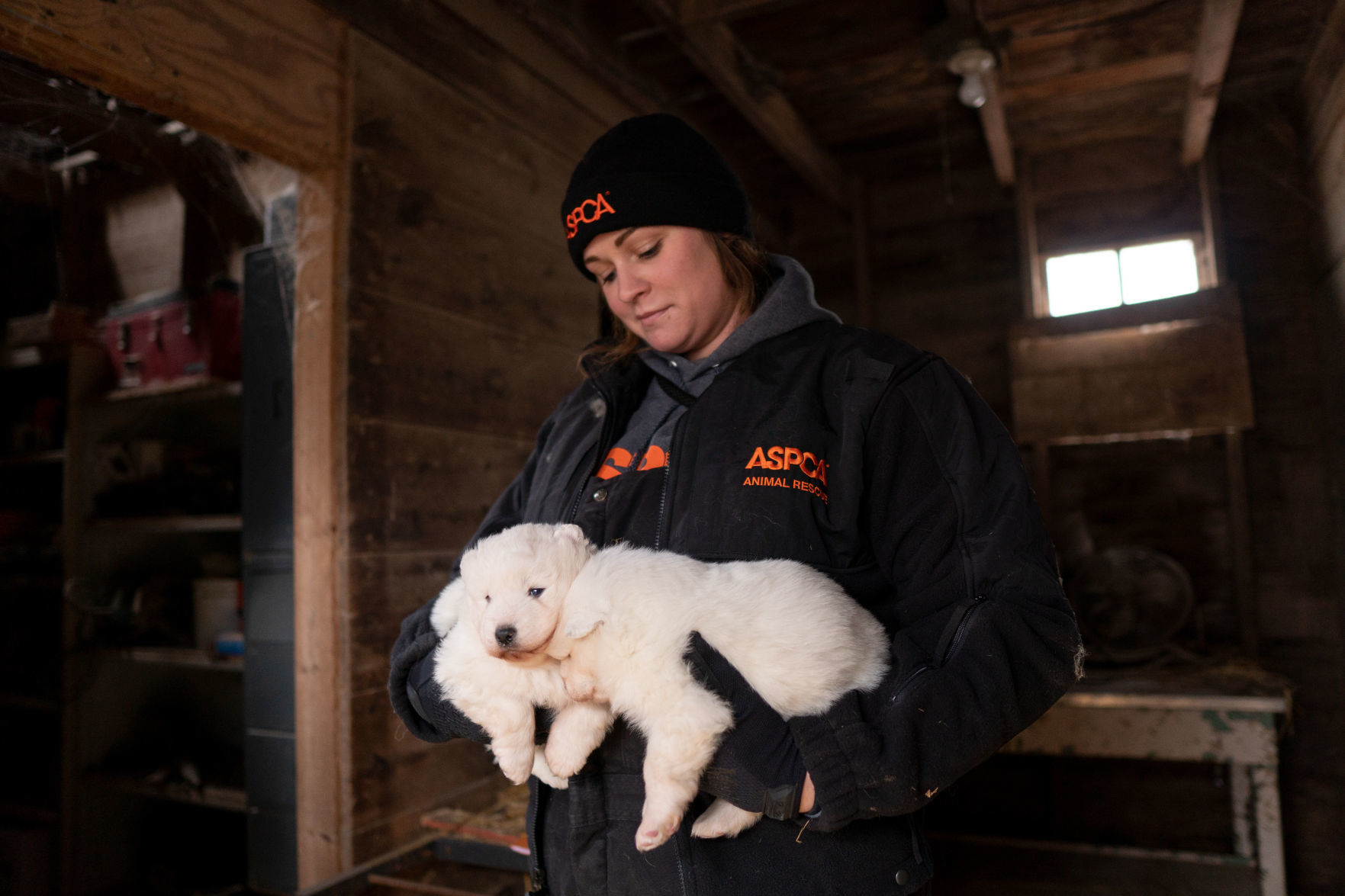 Puppy mill 14